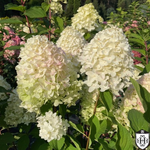Hydrangea paniculata 'Sugar Rush' - Aedhortensia 'Sugar Rush' C2/2L